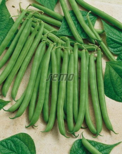 Semo Fazuľa záhradná kríčkovitá ´Koala´