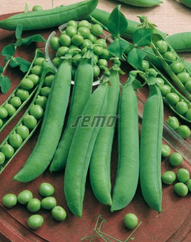 Semo Hrach siaty ´Progress N.9´ 250g