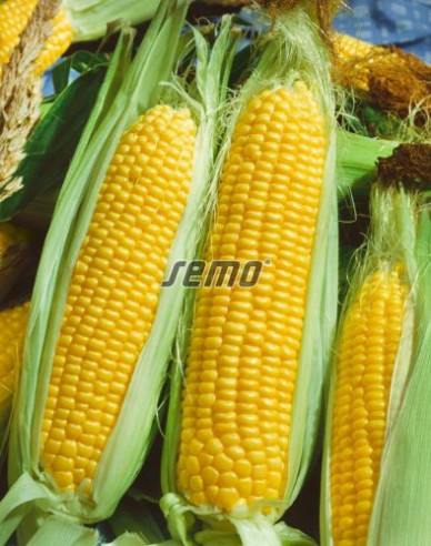 Semo Kukurica siata cukrová ´Andrea F1´