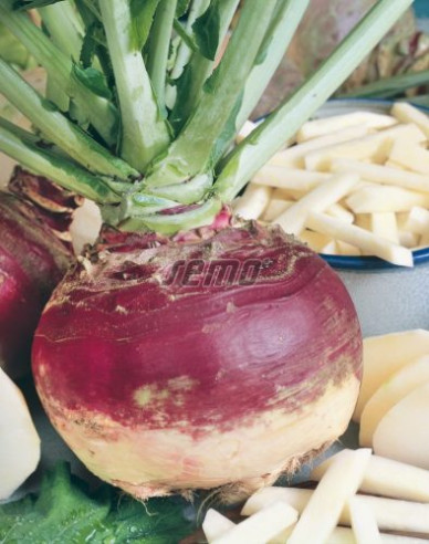 Semo Kvaka ´Magres´