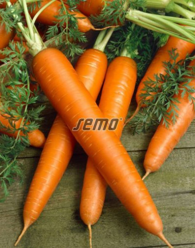 Semo Mrkva obyčajná ´Lenka´