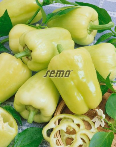 Semo Paprika ročná ´Kvadry F1´