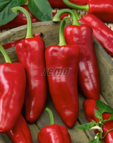 Semo Paprika ročná ´Rafaleus F1´
