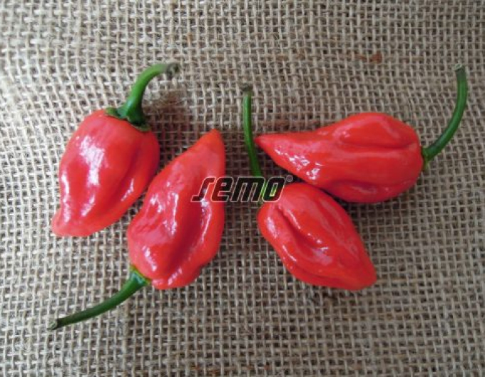 Semo Paprika ročná ´Habanero Red´