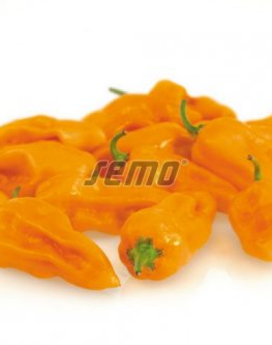Semo Paprika ročná  ´Bhut Jolokia Orange´