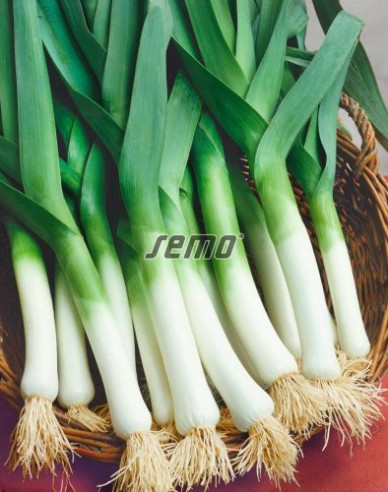 Semo Pór pestovaný ´Starozagorski Kamuš´