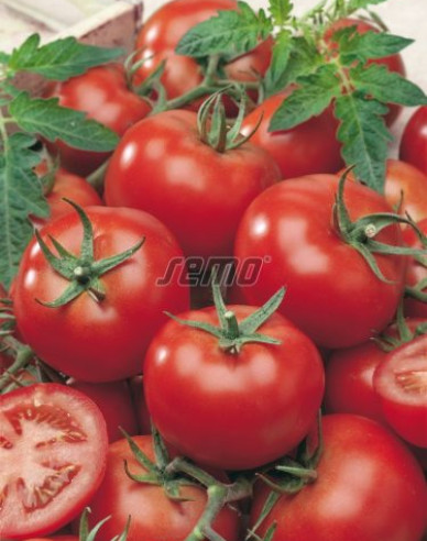 Semo Rajčiak kolíkový ´Niki Zel F1´