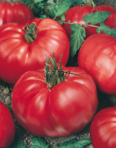 Semo Rajčiak kolíkový ´Eduardo F1´