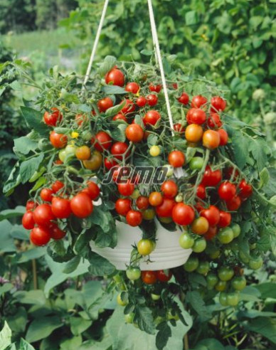 Semo Rajčiak Kríčkový ´Tumbling Tom Red´