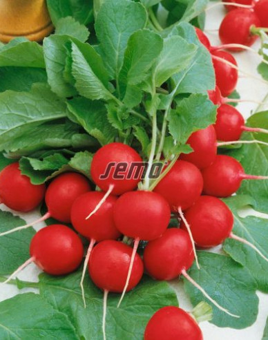 Semo Reďkovka červená ´Cherry Belle´