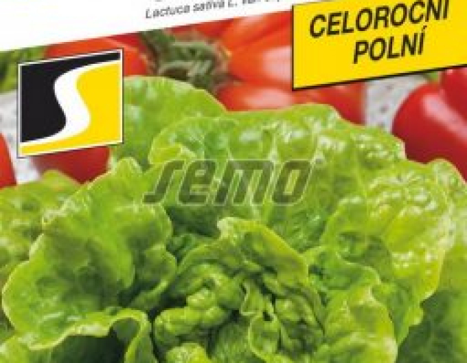 Semo Šalát hlávkový ´Safírus´
