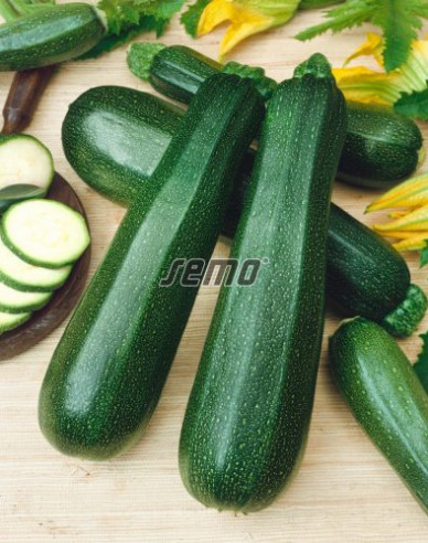 Semo Tekvica cuketa  ´Ambassador F1´