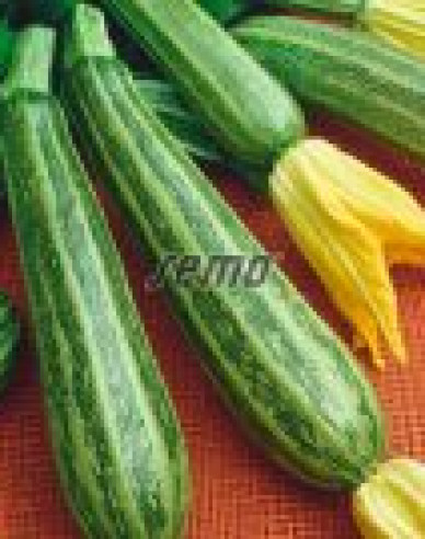 Semo Tekvica cuketa  ´Striato di Napoli´