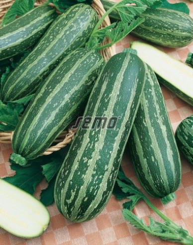 Semo Tekvica cuketa  ´Bush Baby F1´