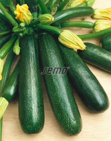 Semo Tekvica cuketa  ´Startgreen F1´