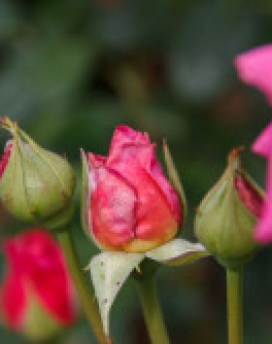 Ruža stromčeková "Eminence"