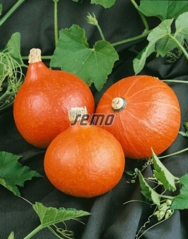 Semo Tekvica veľkoplodá Hokkaido Orange