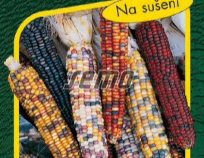 Semo Kukurica okrasná Multicolor
