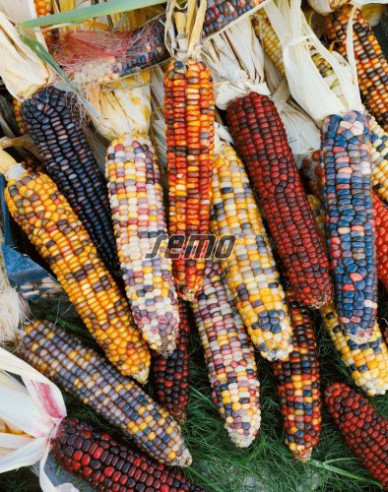 Semo Kukurica okrasná Multicolor