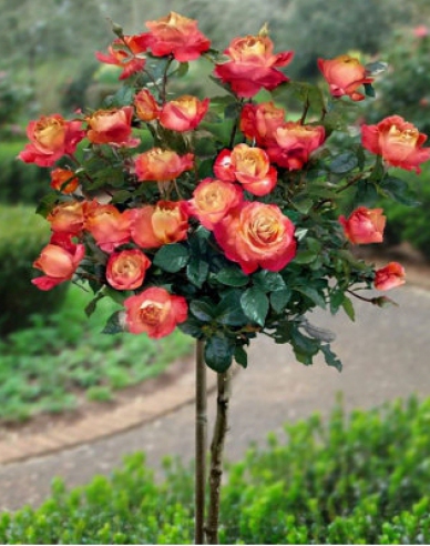 Ruža stromčeková ´Orient Express´