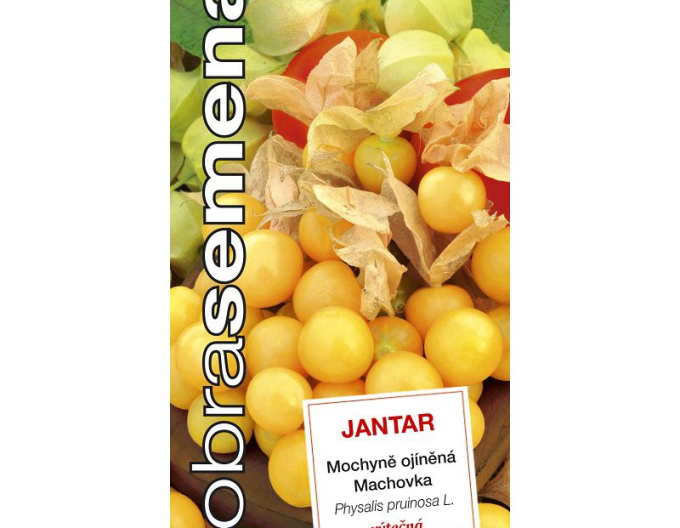 Dobrá semena Mochyňa srienistá ´Jantár´