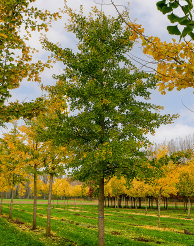 Ginko dvojlaločné