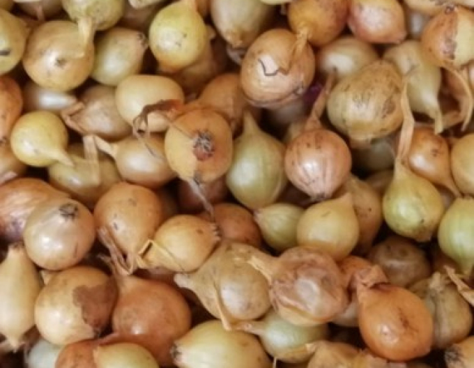 Cibuľa sadzačka ´Štutgartská´  8/21  0,25kg