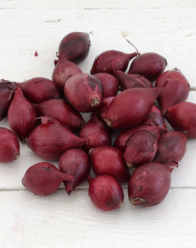 Cibuľa sadzačka ´Red Baron´ 10/21  0,25kg