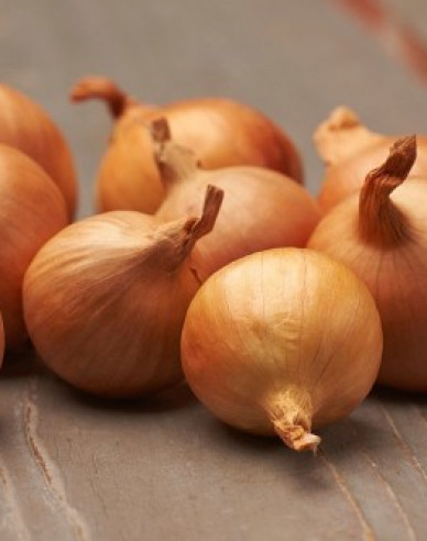 Cibuľa sadzačka šalotka ´Golden Gourmet´  0,25kg