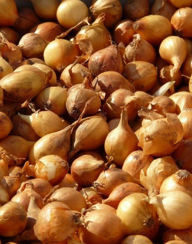 Cibuľa sadzačka ´Všetana´  8/16  0,50kg