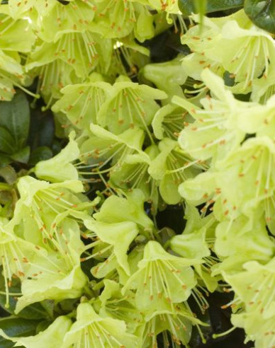 Rododendrón ´Princess Anne´