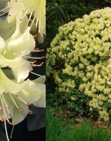 Rododendrón ´Princess Anne´