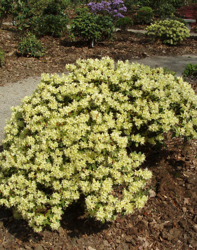 Rododendrón ´Princess Anne´