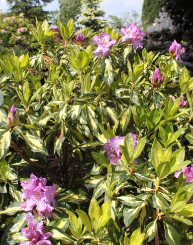 Rododendrón ´Blattgold´