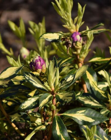 Rododendrón ´Blattgold´