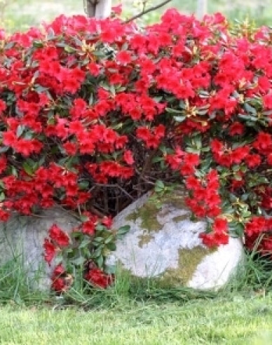 Rododendrón ´Elizabeth´