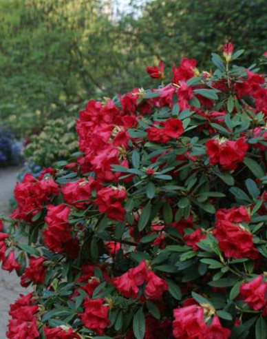 Rododendrón ´Elizabeth´