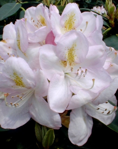 Rododendrón "Gomer Waterer"