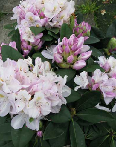 Rododendrón "Gomer Waterer"
