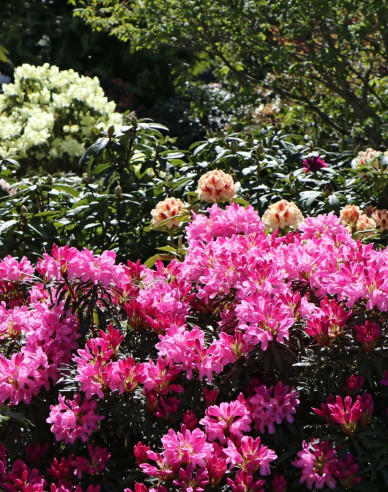 Rododendrón ´Graziella´