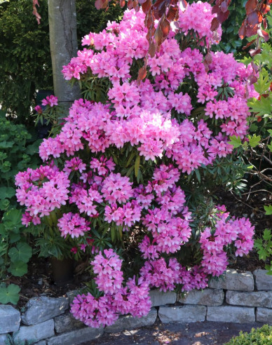 Rododendrón ´Graziella´