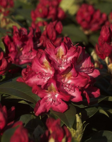 Rododendrón ´Junifeuer´