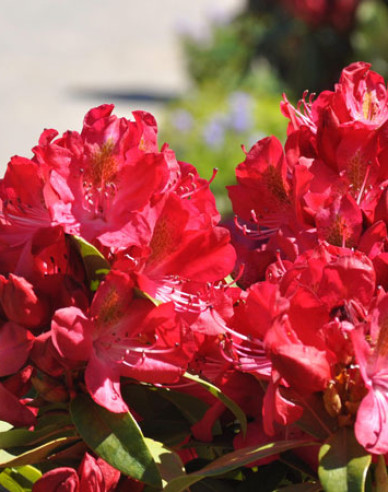 Rododendrón ´Junifeuer´
