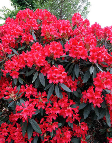 Rododendrón "Red Jack"