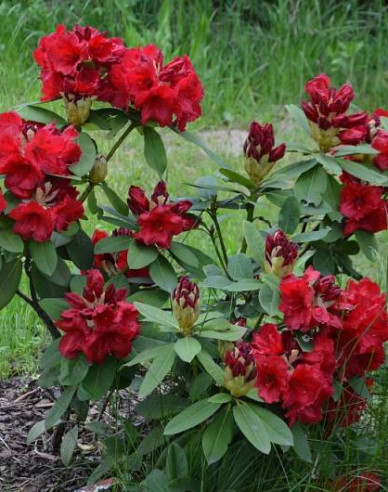 Rododendrón "Red Jack"