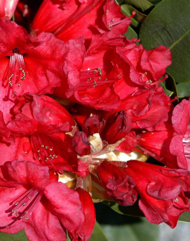 Rododendrón "Red Jack"