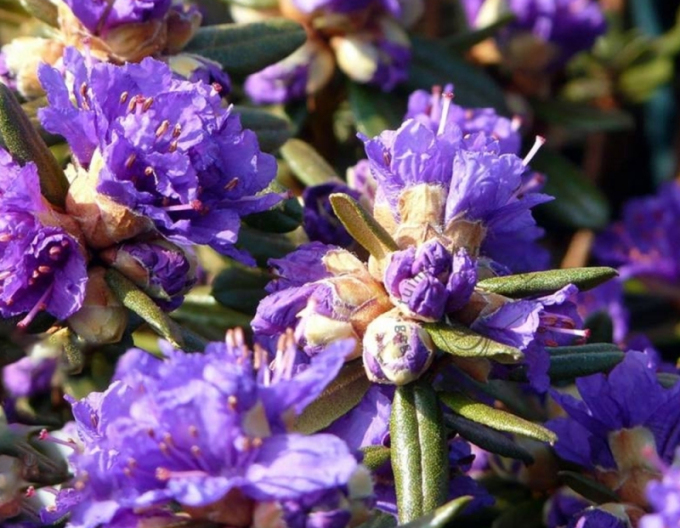 Rododendrón drobnolistý ’Azurika’