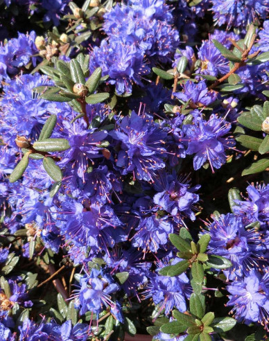 Rododendrón drobnolistý ’Azurika’