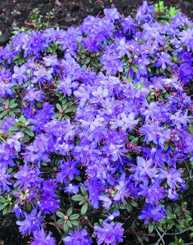 Rododendrón drobnolistý ’Azurika’