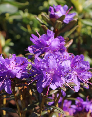 Rododendrón drobnolistý ’Azurika’